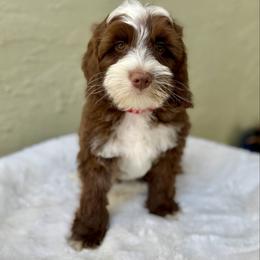 Thumper - Chocolate male Australian Labradoodle puppy in Morgan Hill, California from Loving Labradoodle