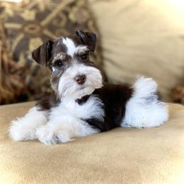 Miniature Schnauzer Puppies from Silver Sage Schnauzers