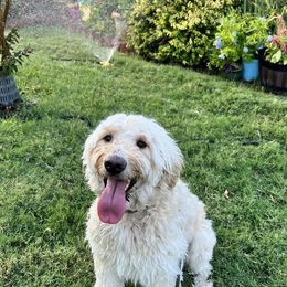 Macy - Goldendoodle