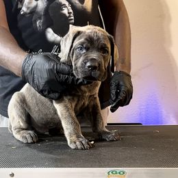Norbit - Gray brindle male Cane Corso puppy in East End, Arkansas from Kyrell Johnson