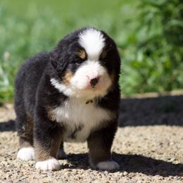 Yellow female - Black tan and white female Bernese Mountain Dog puppy in Winigan, Missouri from Home Sweet Bernese