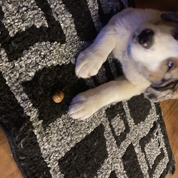 Australian Shepherd and Goldendoodle Puppies from Anglin Doodles