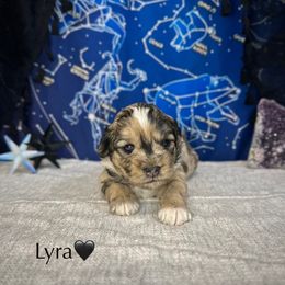 Lyra - Merle female Cockapoo puppy in Placerville, California from Rpuppies