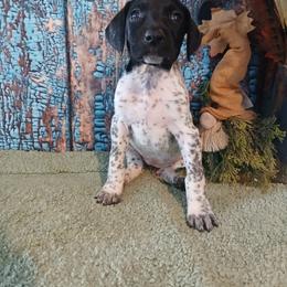 Girl 1 - Black female German Shorthaired Pointer puppy in Laporte, Minnesota from Northern Odyssey Gun Dogs