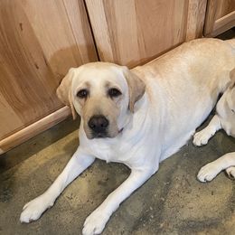 Joan Jett - Labrador Retriever