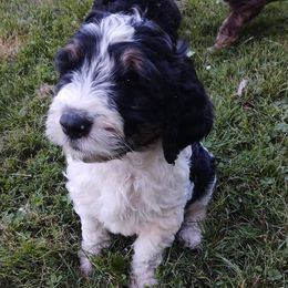 English Springer Spaniels and Springerdoodles from McNally's Springer Spaniels