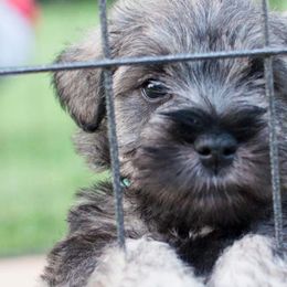 Miniature Schnauzers from Familia Gomez