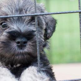 Miniature Schnauzers from Familia Gomez