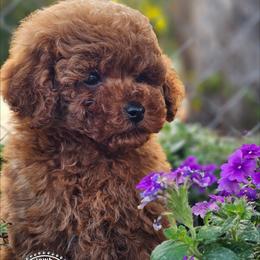 Cooper - Red  male Poodle puppy in Salem, Missouri from Meadowbrook Poodles