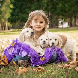 Golden Retrievers and Pugs from Ebert Golden Retrievers & Pugs