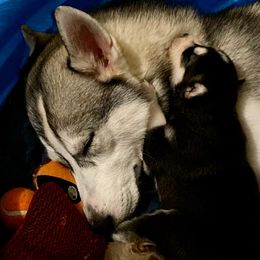 Siberian Husky Puppies from Vixen Siberians
