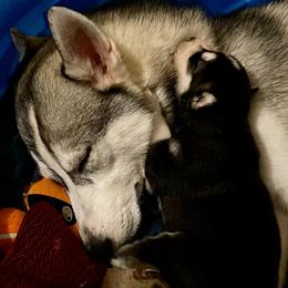 Siberian Husky Puppies from Vixen Siberians
