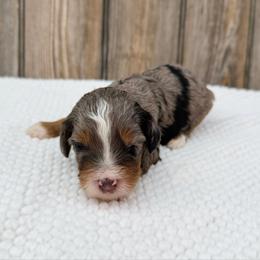 Raya - Blue merle female Bernedoodle puppy in Wamego, Kansas from Doodles of Oz