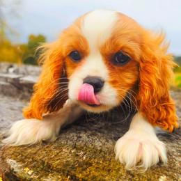 Leo - Blenheim male Cavalier King Charles Spaniel puppy in Watsontown, Pennsylvania from Huntsman Cavaliers