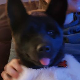 Akita Puppies from Mizuki Akita LLC.