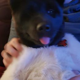 Akita Puppies from Mizuki Akita LLC.