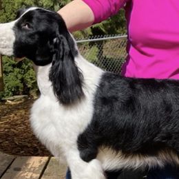 English Springer Spaniels from G&J’s ESS