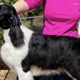 English Springer Spaniels from G&J’s ESS