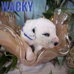 Wacky- blue - White and black male Dalmatian puppy in Altoona, Iowa from 10 Spot Dalmatians