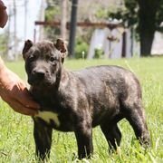 Red Collar - Tiger female Perro de Presa Canario puppy in Pocahontas, Illinois from Cabeza Grande Kennel