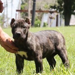 Red Collar - Tiger female Perro de Presa Canario puppy in Pocahontas, Illinois from Cabeza Grande Kennel