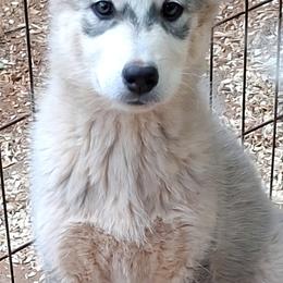 Tikaani - AVAILABLE - female Native American Indian Dog puppy in Glade Hill, Virginia from Indian Valley Kennels