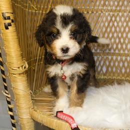 Coral Female - Tri-color male Bernedoodle puppy in Belgreen, Alabama from Scott’s Farm Poodles and Doodles