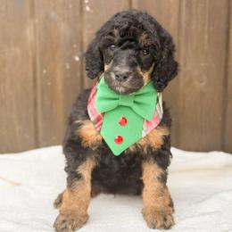 Boq - Phantom male Poodle puppy in Bellville, Ohio from Cedar Ridge Standard Poodles