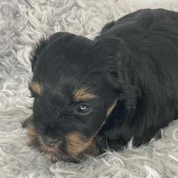 Aspen - Black and silver female Miniature Schnauzer puppy in Norman, Oklahoma from Priscilla's Miniature Schnauzers