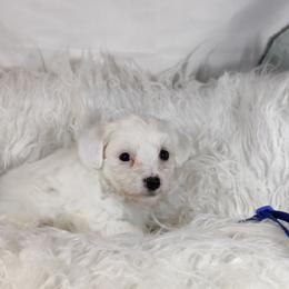 Buster - White male Coton de Tulear puppy in Westfield, North Carolina from Legacy Pets