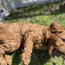 Goldendoodle Puppies from Coal Country Doodles
