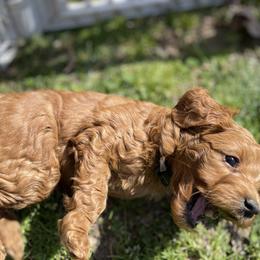 Goldendoodle Puppies from Coal Country Doodles