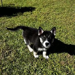 Siberian Husky Puppies from Hargaden Huskies