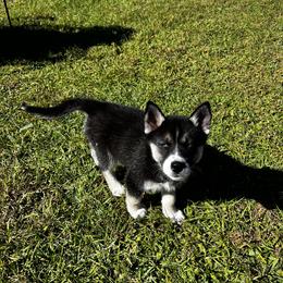 Siberian Husky Puppies from Hargaden Huskies