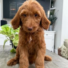 Dark Blue - Red  male Goldendoodle puppy in Bakersfield, California from Lavish Doodles