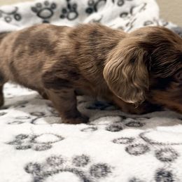Sally - Dapple female Dachshund puppy in Plumas Lake, California from Royal T Miniature Dachshunds