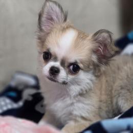 Lacy - Fawn and white female Chihuahua puppy in Brooksville, Florida from Daystars Chihuahuas