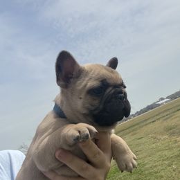 Bulldog and French Bulldog Puppies from Brickyard Bulldogs