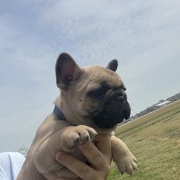 Bulldog and French Bulldog Puppies from Brickyard Bulldogs