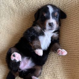Grateful Gurgalee - Tri-color female Bernese Mountain Dog puppy in Loveland, Colorado from Grateful Bernese & Gage's Goldens