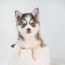 Green - Wolf sable male Pomsky puppy in Spring City, Pennsylvania from Pomsky Power Puppies