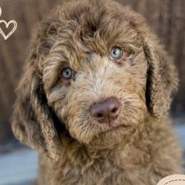 Bonnie - Merle female Saint Berdoodle puppy in Beach, North Dakota from Badland St. Berdoodles LLC