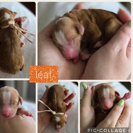 Leaf - Apricot male Goldendoodle puppy in Decatur, Tennessee from Diamond's Doodles