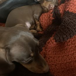 Dachshund Puppies from Howard's Hillside Farms