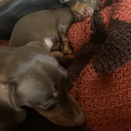 Dachshund Puppies from Howard's Hillside Farms