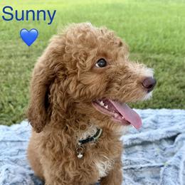 Poodle Puppies from Green Country Poodle Doodle LLC
