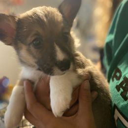 American Corgi and Pembroke Welsh Corgi Puppies from Sarah’s Mystic Kennels
