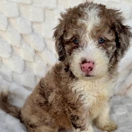 REESE - Merle female Goldendoodle puppy in Maricopa, Arizona from AZ Designer Goldendoodles