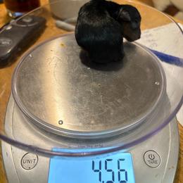 Baby boy Oberfoll - Black and gold male Yorkshire Terrier puppy in Phoenix, Arizona from Coursey’s Yorkies