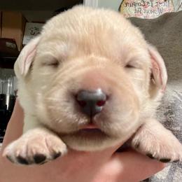 Girl 2 - Yellow female Labrador Retriever puppy in Cleveland, Ohio from Brookside Labrador Retrievers